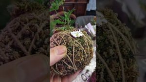 Кокедамы? Больше ни за что! Издевательство над растениями!