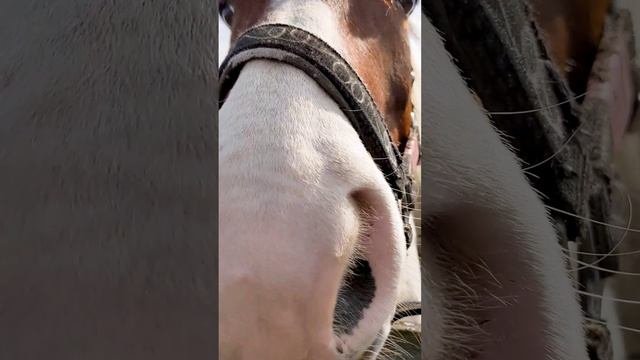 Пойдем на левады, со всех уже попоны сняли, там Грей  и котики с нами
