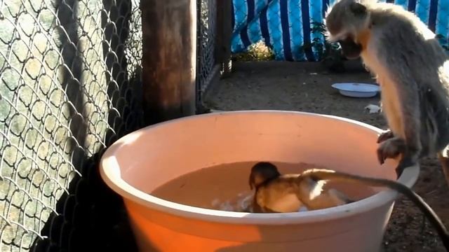 Смешные обезьяны, маленькие обезьянки, стоить посмотреть!!!