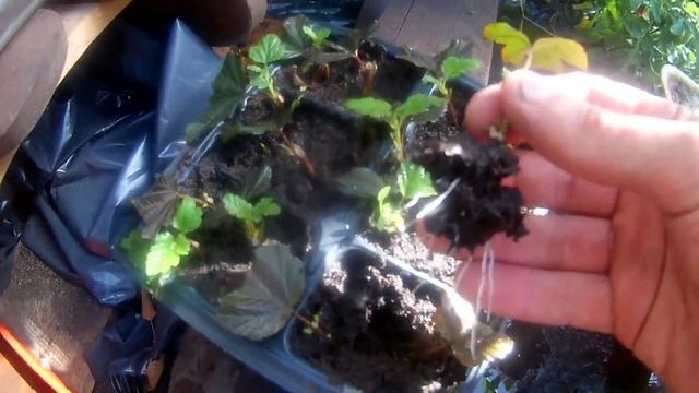 Размножение пузыреплодника черенками. Видео от черенка до саженца смотреть онлайн