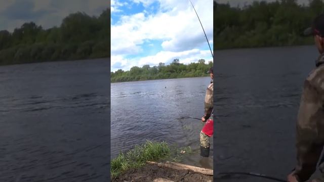 ВЕСНА ПРИШЛА, РЫБА ПРОСНУЛАСЬ #fish #fishing #рыбалка #лещ #лещнафидер #рек