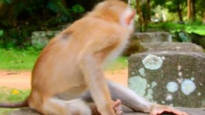 Poor life of abandon monkey, Sad with heart breaking to them, Sorry for not know reason about this