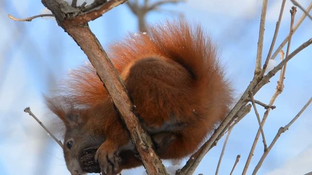Eichhörnchen Red Squirrel Nikon D7100 смотреть онлайн