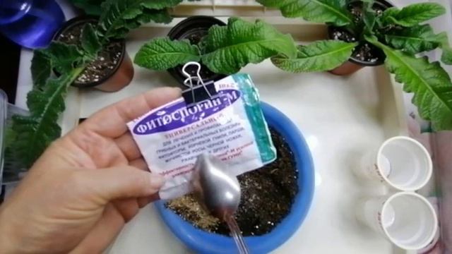 Стрептокарпус. Грунт для пересадки деток стрептокарпуса. Мой опыт для новичков.