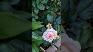 Начала Цветение моя круглая  Клумба с Розами .