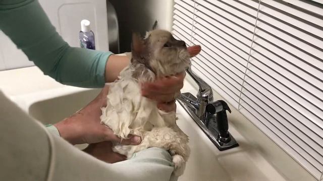 Ragdoll Kitten - У Снежинки Банный день - как приучить котенка любить купание смотреть онлайн