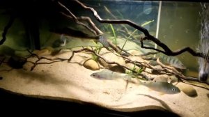 Судак и окуни в аквариуме