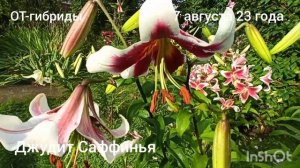 Лилии-гиганты ОТ- гибриды: Зеба, Экзотик сан, Джудит Саффинья, Диаманте, Вестаро.