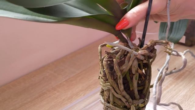 ЦЕЛЫЙ ДЕНЬ пересаживаю орхидеи. ГАРАНТИЯ КАЧЕСТВА в отличии посадок. ДЛЯ ЧЕГО? смотреть онлайн