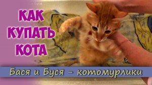 КАК КУПАТЬ КОТА. Первое Купание..mp4