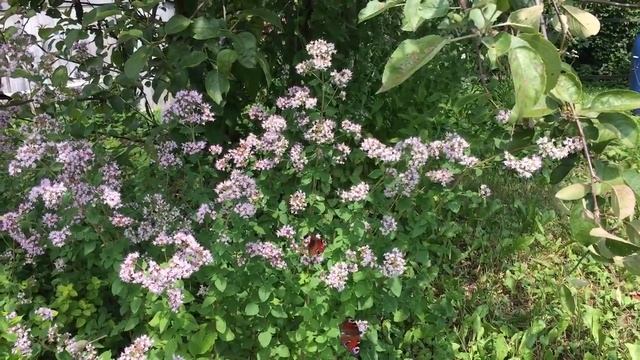 Цветение душицы и бабочки смотреть онлайн