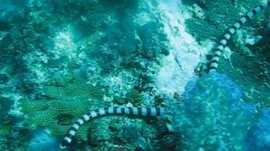 Морская змея