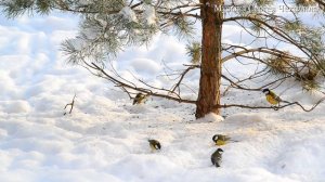 ЛУЧШИЕ мелодии для релакса Сергея Чекалина! Отличная музыка для души! Лучший релакс #2