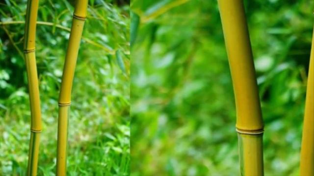 How to Plant and Take Care of Yellow Bamboo for Ornamental Plants in the Home Yard смотреть онлайн