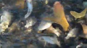 Рыбалка неводом на озере Большой Куртал