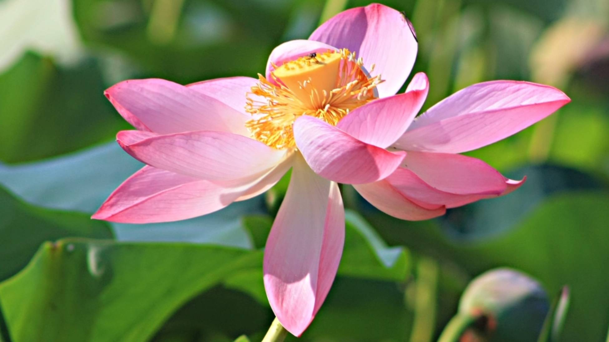 Долина лотосов в Ахтанизовском лимане [2010 г.] смотреть онлайн