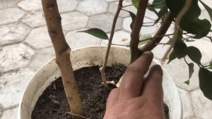 144.  Обрезка фикуса Бенджамина.