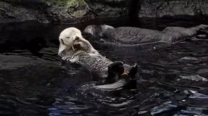 Милые и красивые выдры играются в воде #Выдра #Вода #Игры #Милые #Красивые