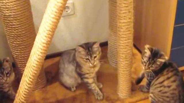 Курбобики играются