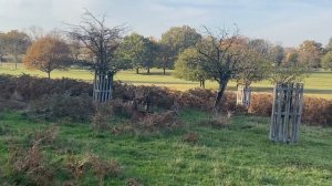 ПАРКИ ЛОНДОНА | РИЧМОНД ПАРК И ЗАПОВЕДНИК С ОЛЕНЯМИ | ИНТЕРЕСНАЯ АНГЛИЯ |БЕСПЛАТНЫЕ ПРОГУЛКИ