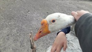 ВЫРАЩИВАЕМ ГУСЕЙ БЕЗ ВСЯКИХ ГМО ДЛЯ СЕБЯ И НА ПРОДАЖУ! . БИЗНЕС ИДЕЯ РАЗВЕДЕНИЕ ГУСЕЙ