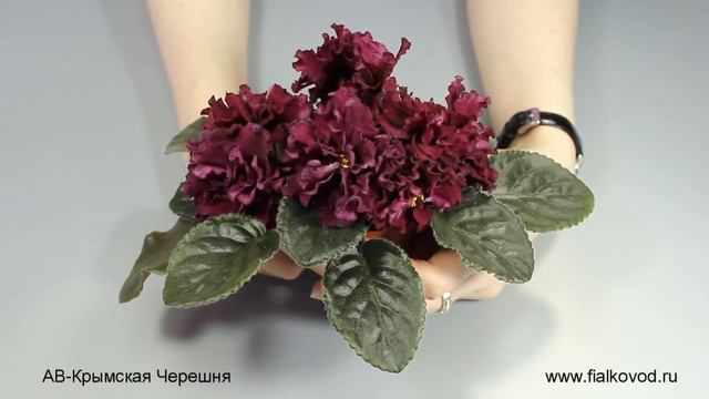 АВ-Крымская Черешня смотреть онлайн