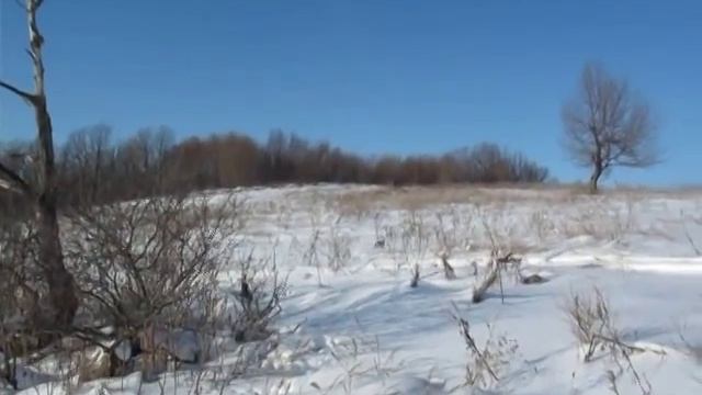 Заяц спрятался за корнями. смотреть онлайн