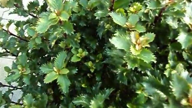 Ilex meserveae Little Rascal смотреть онлайн