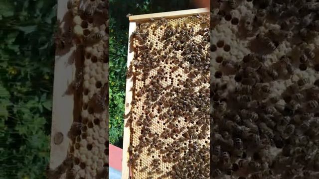 ф1карпатки. смотреть онлайн