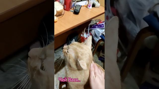 чей Вася?! Маргошин Вася! смотреть онлайн