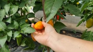 Перец Лисичка - краткий обзор сорта ?