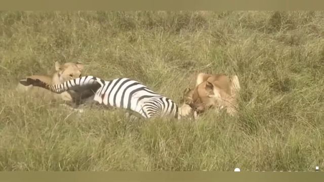 Львицы в деле охота на зебра.wild lion zebra.