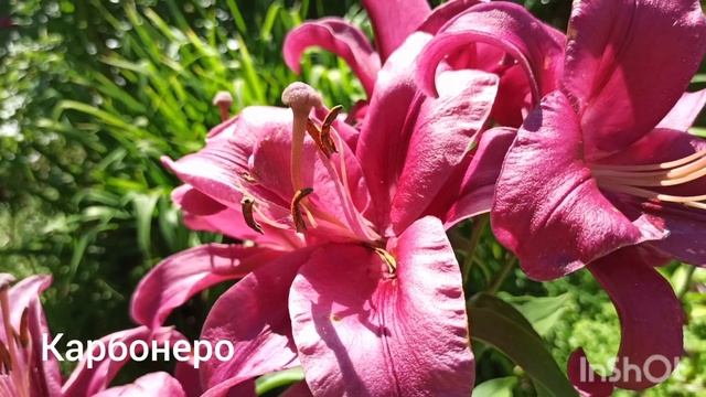 12 сортов лилий ОТ- гибридов: Purple king, Robert Swanson, Мистер Фисташ, Боумор и т. д. смотреть онлайн