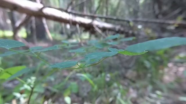 Середина лета в лесу смотреть онлайн