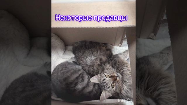 нужен куратор+ передержка или сразу дом. Доставим бесплатно!. 89776255709 Добрый человек отзовись 🙏