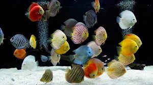 #ПЕТУШКИ & #ДИСКУСЫ! Кого выгоднее #разводить. Часть #3