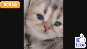 Смешные животные 64