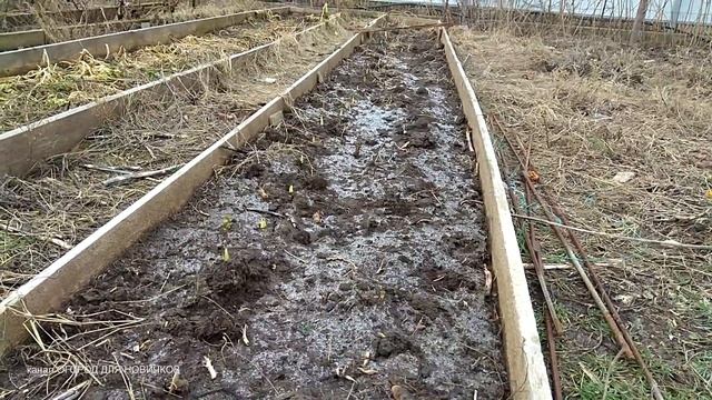 ВНИМАНИЕ © Что делать, если озимый ЧЕСНОК ВЗОШЕЛ осенью / зимой до морозов