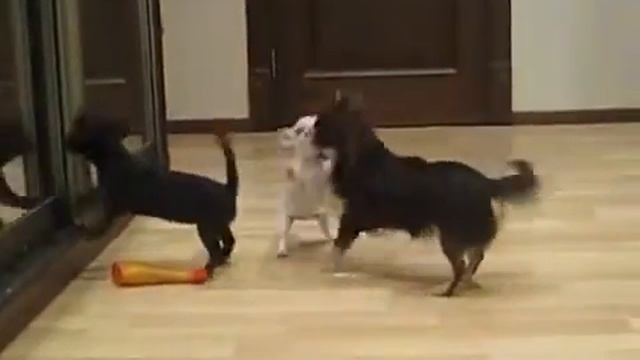 черная и пятнистая чихуахуа в продаже 1 смотреть онлайн