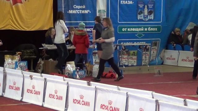 Монопородная выставка французских бульдогов Воронеж 17.03.2012г. смотреть онлайн