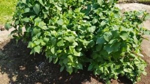 Крупнолистная гортензия чем подкормить?