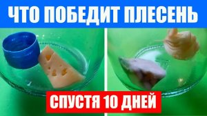 Спустя 10 дней эксперимента. Что победит плесень? Спирт, уксус или лук