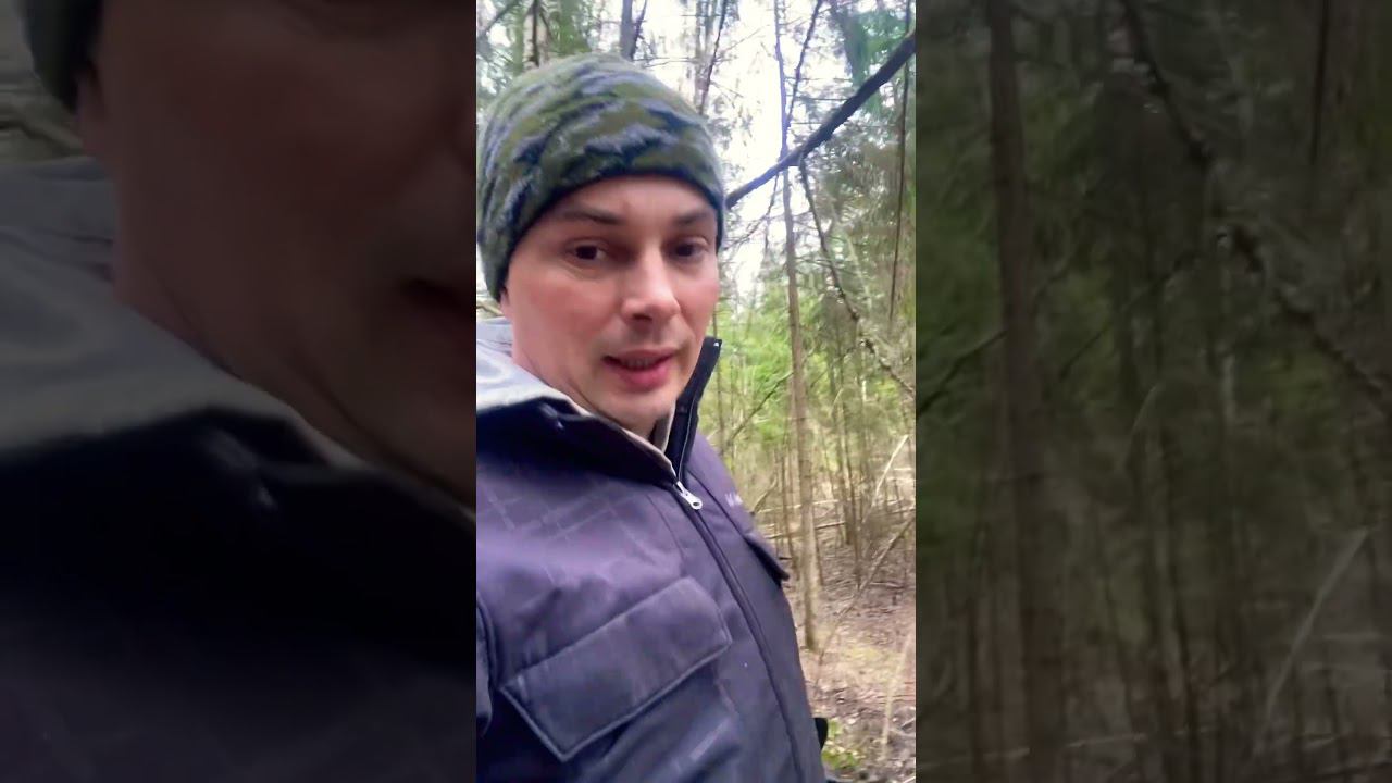 Дятел был голоден и разнес в щепки огромную елку! смотреть онлайн