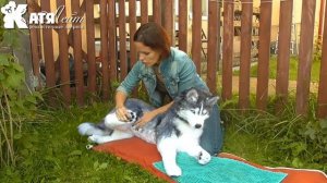 Хаски мягкая игрушка