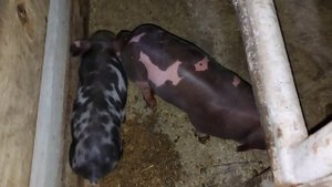 Порода свиней пьетрен , как растут , лысые поросята , поросятам ровно 7 дней