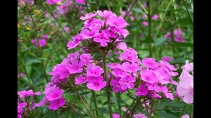 Вечерница ночная красавица