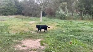 Лабрадору 5 лет,а играется как маленький))