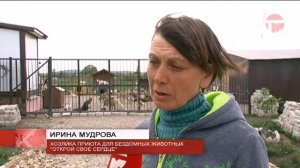 88 бездомных собак отловлено в Уссурийске за месяц