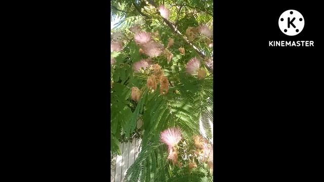 Акация Ленкоранская #shorts смотреть онлайн