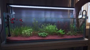 Уборка в аквариуме - моя уникальная технология